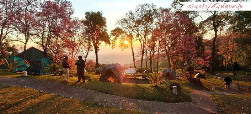 Tents and people camping in a forest during sunset with trees and sunlight filtering through at Doi Suthep-Pui National Park.