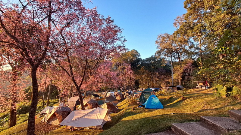 Camping beneath Blossom Trees at Doi Suthep-Pui National Park Tents set up on grassy hill with flowering trees and blue sky overhead at Doi Suthep-Pui National Park.