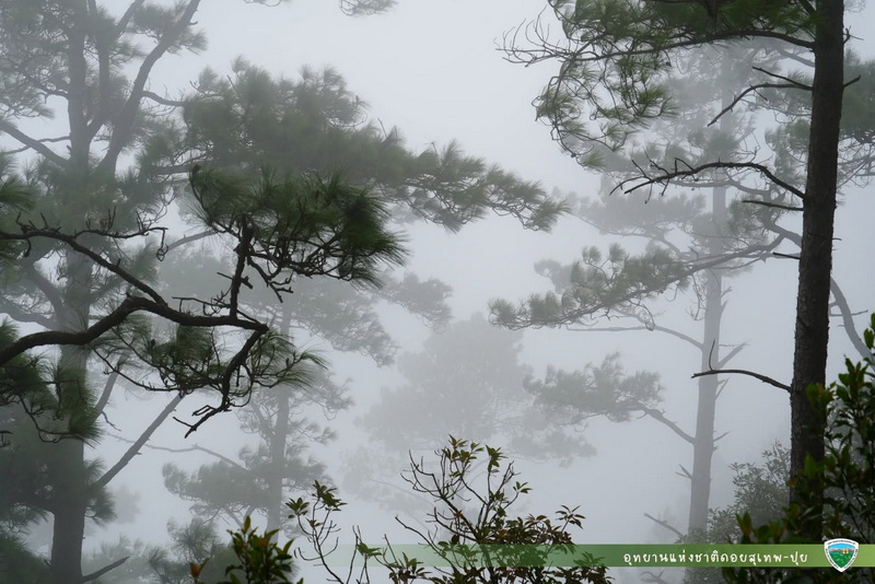 Misty Pine Forest Scene at Doi Suthep-Pui National Park Misty forest scene with tall pine trees and foggy atmosphere at Doi Suthep-Pui National Park.