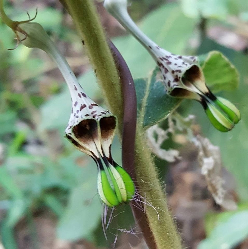 Close-up of seed pods hanging from a fuzzy plant stem among green leaves at Doi Suthep-Pui National Park.
