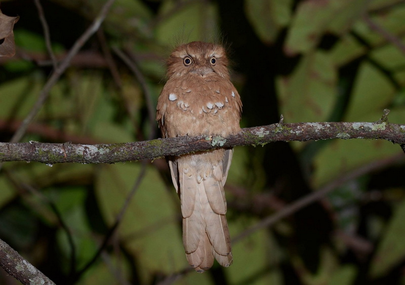 Small owl sitting on a branch amidst green foliage in a natural setting at Doi Suthep-Pui National Park.