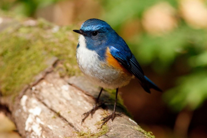 Small blue and orange bird sitting on mossy log with green blurred background at Doi Suthep-Pui National Park.