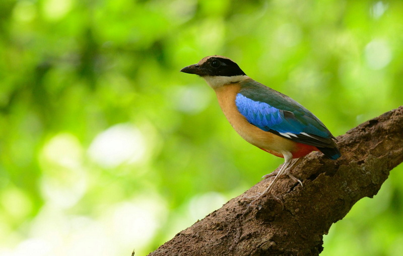 Colorful bird with blue, black, and beige feathers on a tree branch at Doi Suthep-Pui National Park.