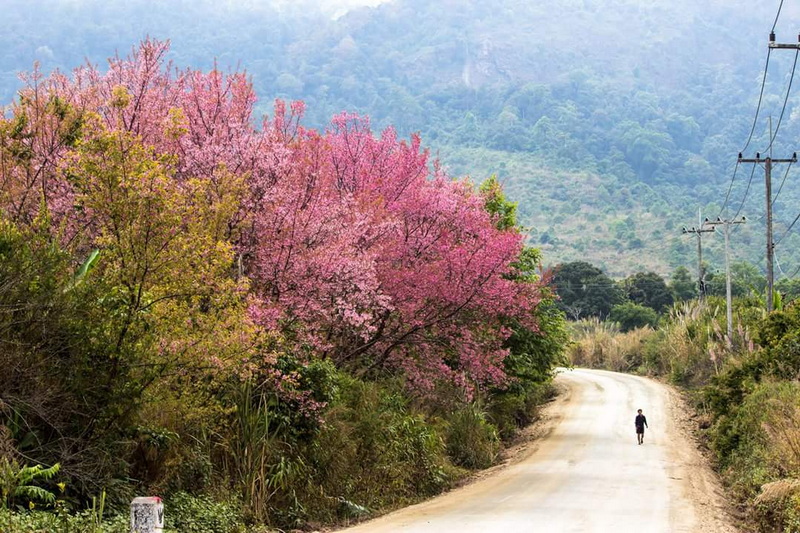 Scenic Nature Path with Blossoms at Khun Wang Royal Project A person walking on a dirt road flanked by pink flowering trees and mountains in the background at Khun Wang Royal Project.