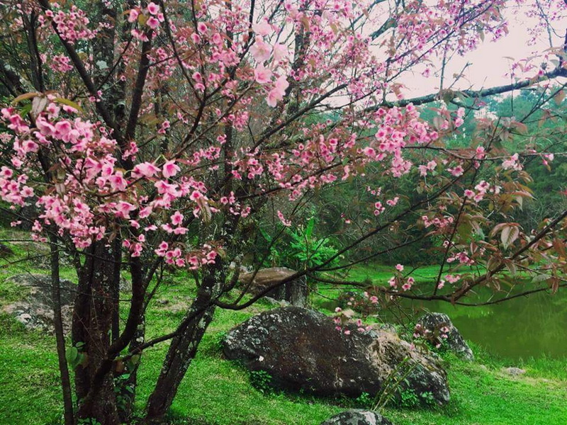 Cherry Blossoms by the Pond at Khun Wang Royal Project Pink cherry blossoms next to a pond with rocks and green grass at Khun Wang Royal Project.