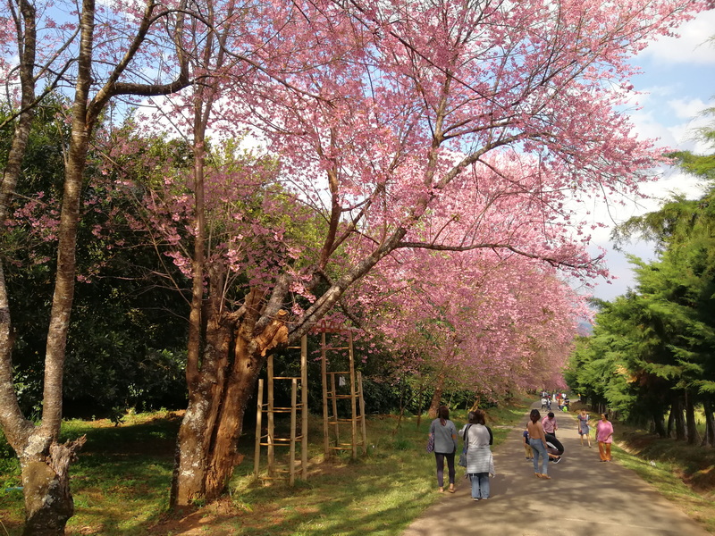 People walking under blooming cherry blossom trees along a dirt path at Khun Wang Royal Project.