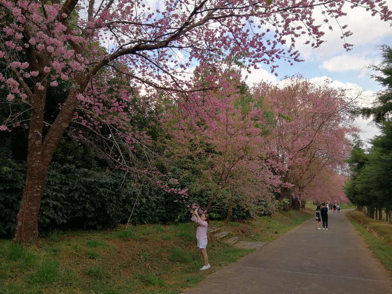 Spring Blossom Pathway at Khun Wang Royal Project Girl taking a photo of pink flowering trees along a pathway in spring at Khun Wang Royal Project.