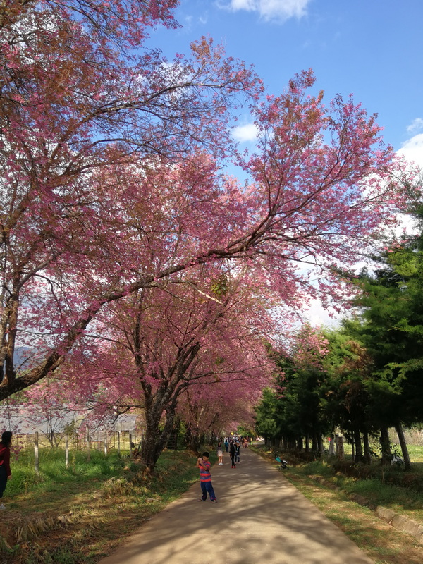 Cherry Blossom Pathway at Khun Wang Royal Project Pathway shaded by pink-blossom trees with people and children strolling during daytime at Khun Wang Royal Project.