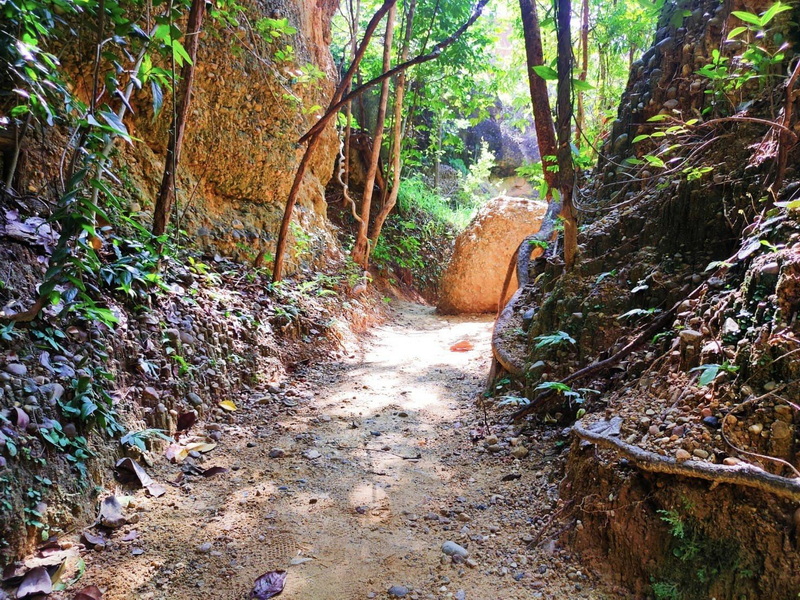 A narrow dirt trail flanked by rocks and lush green trees in a forest setting at Pha Chor.