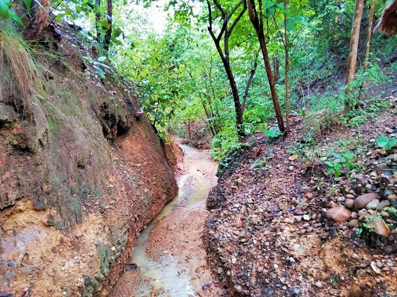 Lush Forest Trail at Pha Chor A narrow muddy trail lined with green trees and dense foliage at Pha Chor.