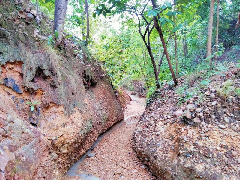 A small dirt trail winding through lush green trees and rocks at Pha Chor.
