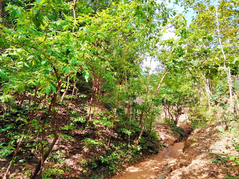 A dirt trail surrounded by dense green trees and sunlight in a forest setting at Phar Choi.