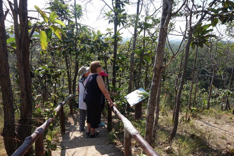 Three people reading a sign on a forest trail surrounded by trees at Phar Choi.