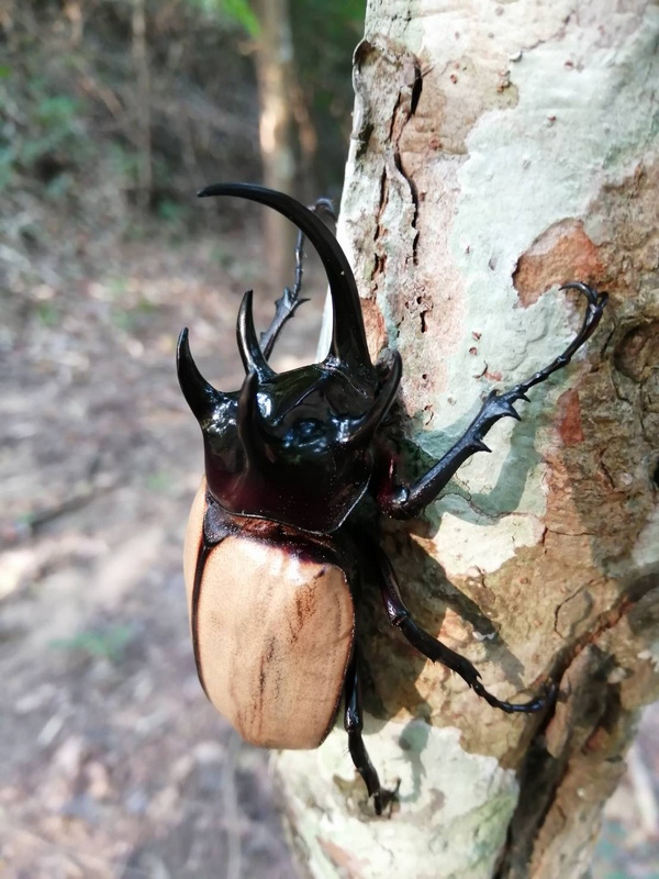 Close-up of a large beetle with horns on a tree trunk in a forest at Mae Wang National Park.