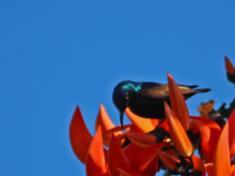 Black iridescent bird perched on orange flowers with blue sky background at Mae Wang National Park.