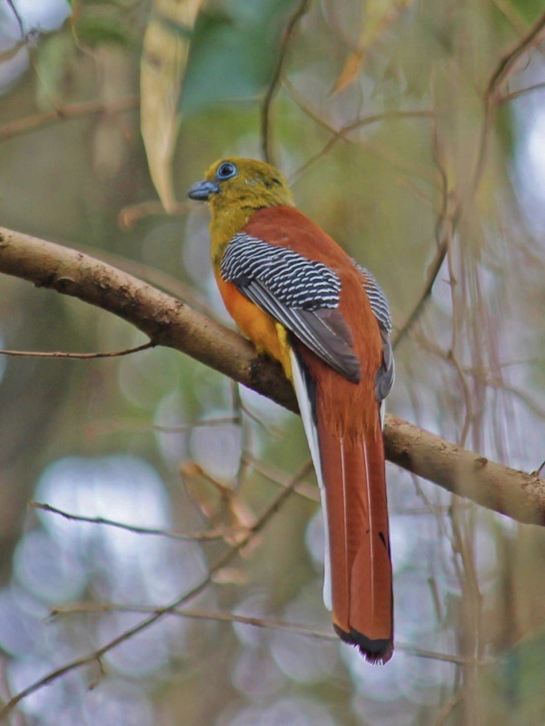 Colorful Bird in Nature at Mae Wang National Park Brightly colored bird sitting on a slender branch amid leaves at Mae Wang National Park.