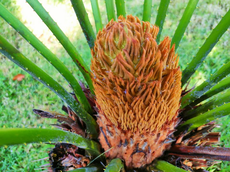 Pinecone among Pine Needles at Mae Wang National Park Close-up of a pinecone surrounded by green pine needles in natural setting at Mae Wang National Park.
