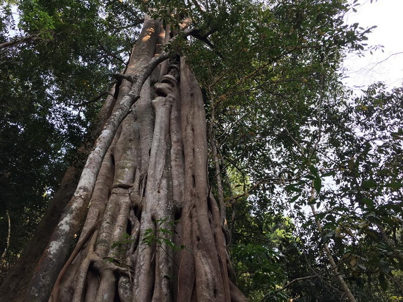 Ob Luang National Park Travel Photograph Travel photograph selected for Ob Luang National Park destination guide.