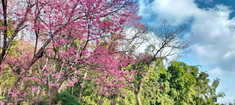 Pink Blossoms in Nature at Pha Daeng National Park Pink blooming tree with green leaves against blue sky and clouds at Pha Daeng National Park.
