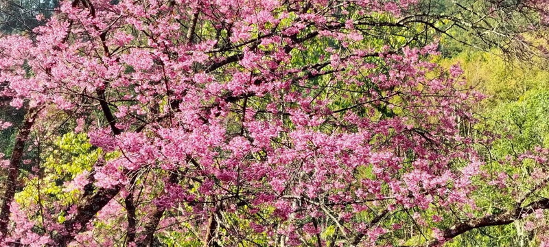 Blooming Cherry Tree in Spring at Pha Daeng National Park Tree with pink blossoms and green leaves in a natural setting at Pha Daeng National Park.