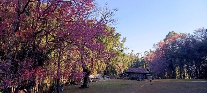 Pink and purple blooming trees with a grassy area and small wooden building under a blue sky at Pha Daeng National Park.