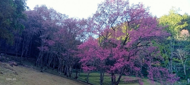 Pink flowering trees on a hillside with green trees and grass at Pha Daeng National Park.