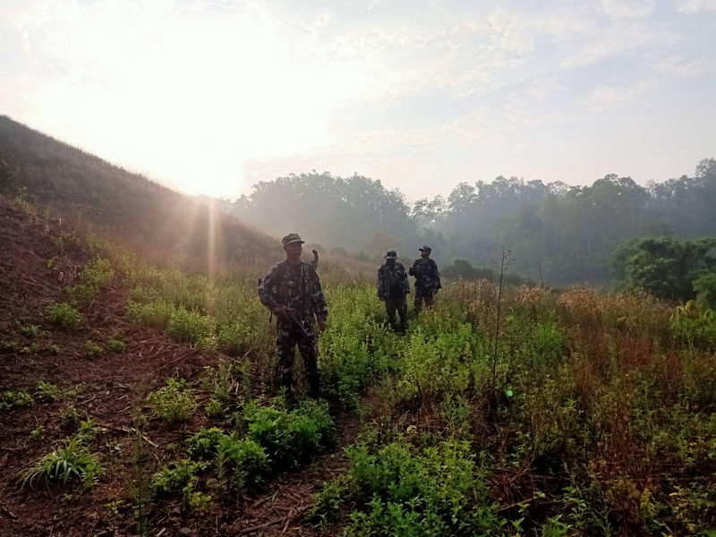 Three soldiers in camouflage uniforms walking on a grassy hillside with trees and sunlight at Pha Daeng National Park.