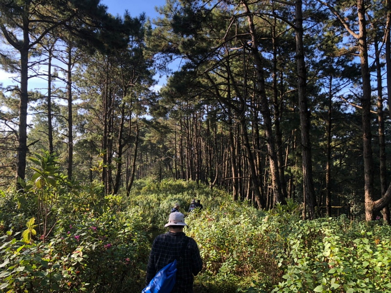 Hikers walking along a forest trail surrounded by tall pine trees and green bushes at Pha Daeng National Park.