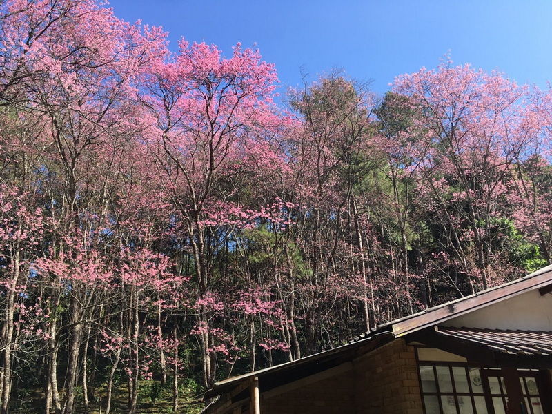 Cherry Blossoms in Full Bloom at Pha Daeng National Park Cherry blossom trees in full bloom with a wooden building below and a clear blue sky at Pha Daeng National Park.