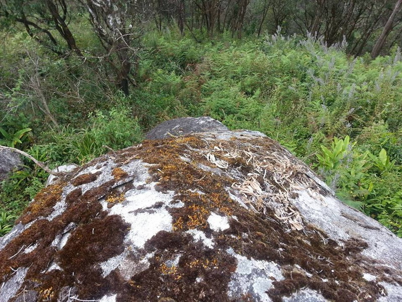 Moss-covered fallen tree trunk with green foliage in a forest setting at Pha Daeng National Park.