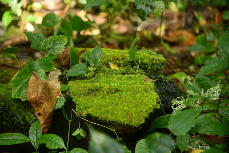 Moss-covered logs with green foliage in a dense forest setting at Si Lanna National Park.