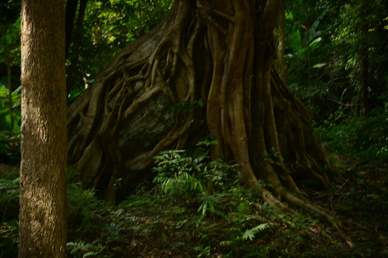 Dense Jungle Tree Roots at Sri Lanna National Park Close-up of a large tree with sprawling roots in a lush forest at Sri Lanna National Park.
