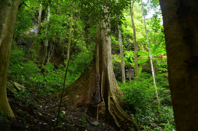 Lush Forest Scene at Sri Lanna National Park Large tree trunk with roots in a lush green forest setting at Sri Lanna National Park.