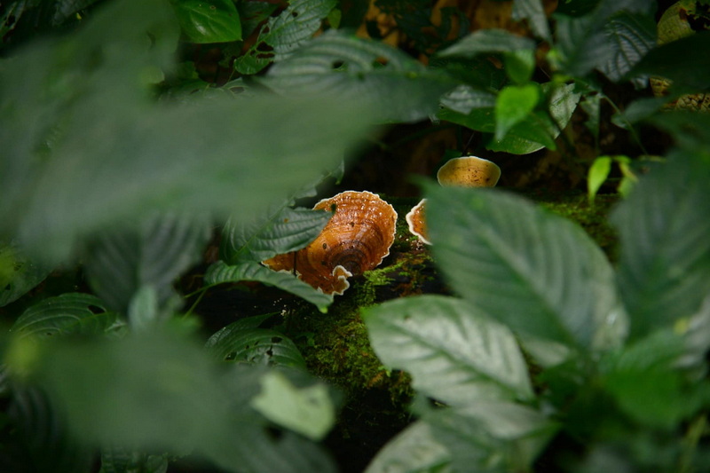Close-up of green leaves with brown fungi on a mossy surface at Si Lanna National Park.