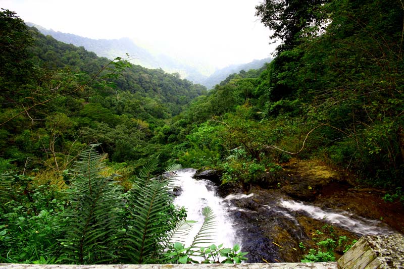 Scenic Forest Stream View at Sri Lanna National Park Dense green forest with a flowing stream and distant mountain background at Sri Lanna National Park.