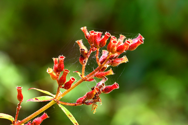 Red cone-shaped flower buds with spider webs on green stems at Sri Lanna National Park.