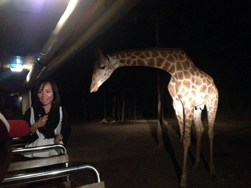 Woman inside vehicle watching giraffe at night through open window at Nightlife In Chiang Mai Old City.