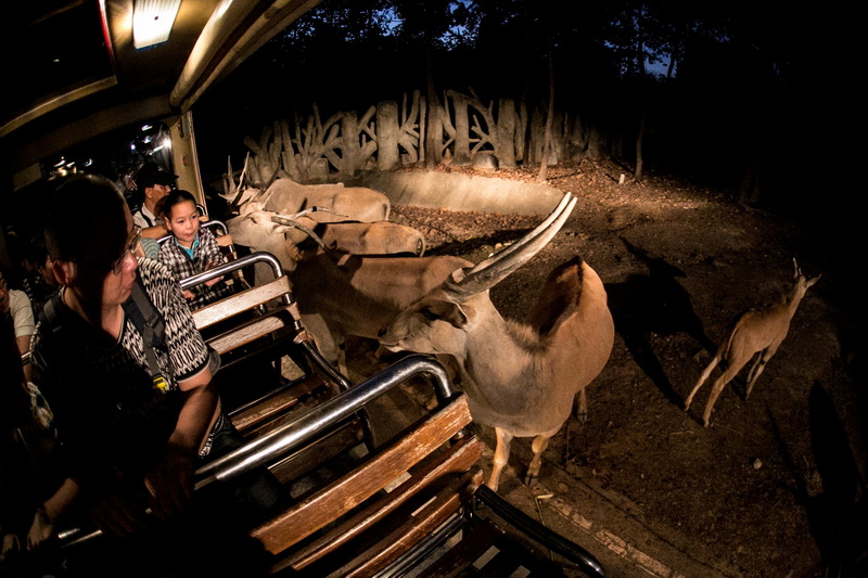 Wildlife Encounter at Night at Best Things To Do At Night In Chiang Mai Visitors in a vehicle watching an antelope with curved horns at night at Best Things To Do At Night In Chiang Mai.