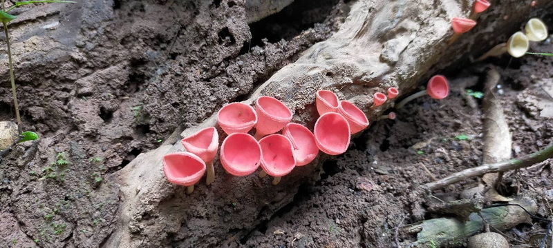 Pink fungi growing on a tree branch in a forest at Ban Yang Pu Toh trekking.