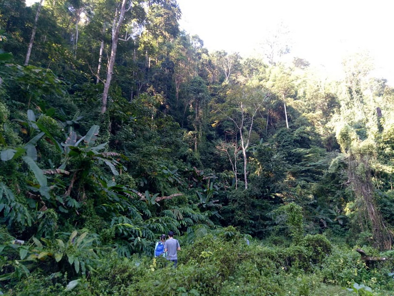 Two hikers walking through lush tropical forest with tall trees and thick vegetation at Ban Yang Pu Toh.