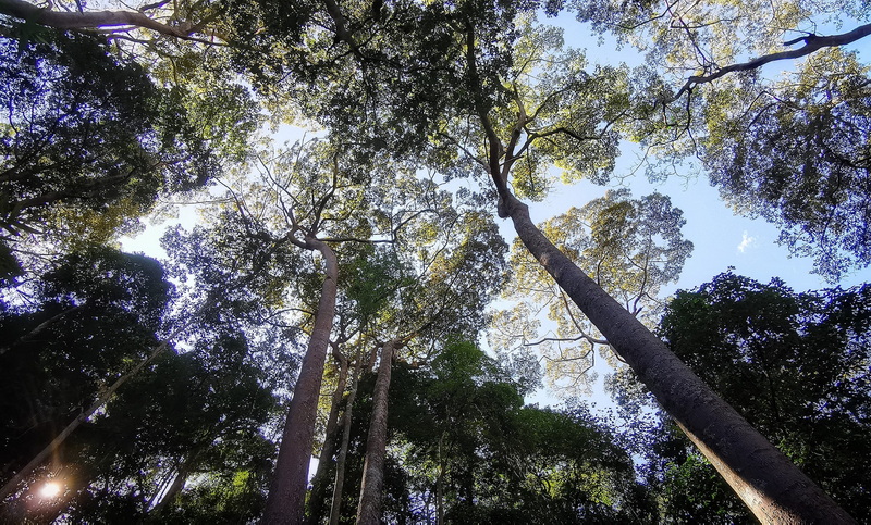 Forest Canopy View at Ban Yang Pu Toh View of tall trees with green leaves and blue sky through the canopy at Ban Yang Pu Toh.