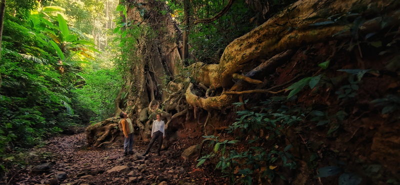 Forest Trail with Roots at Ban Yang Pu Toh Two hikers on a rocky forest trail with large tree roots and green leaves at Ban Yang Pu Toh.