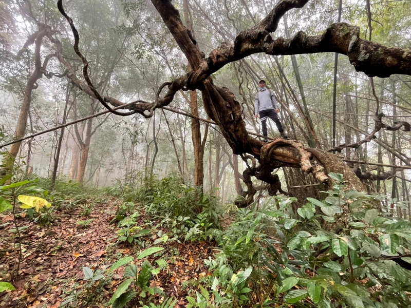 Person standing on a large twisted tree branch in a foggy forest at Ban Yang Pu Toh trekking.