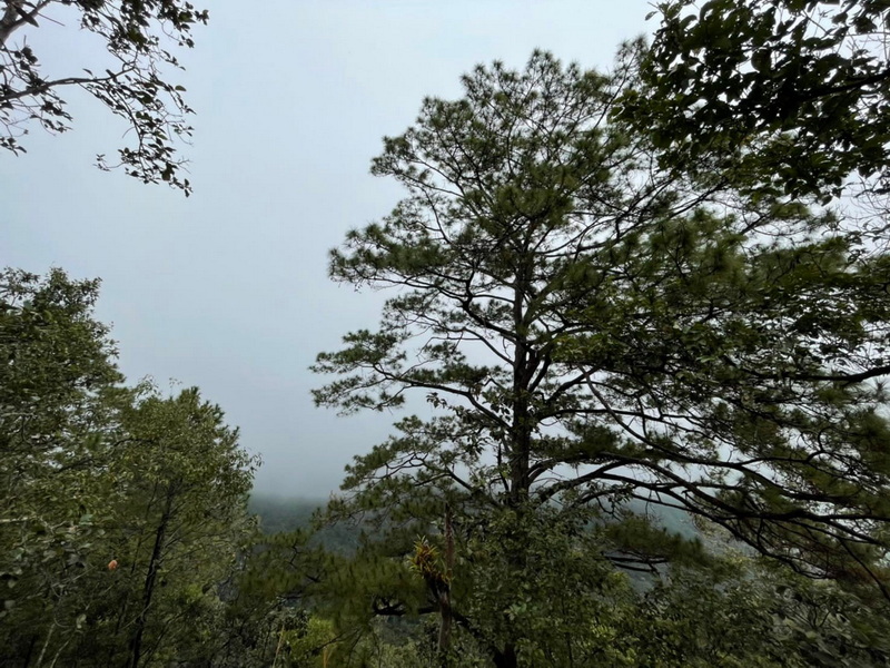 Foggy Forest Scene at Ban Yang Pu Toh Tall tree with sparse branches amid a foggy forest scene at Ban Yang Pu Toh.