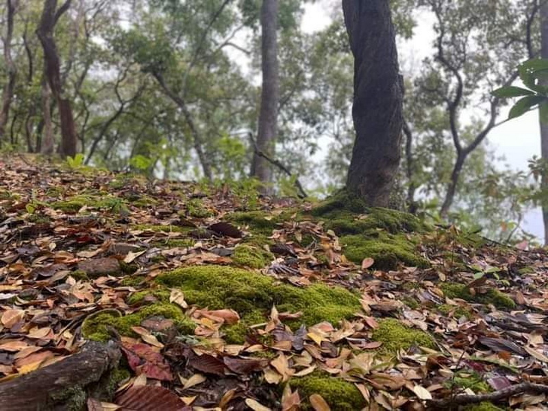 Forest floor with fallen leaves and moss, trees in the background at Ban Yang Pu Toh trekking.