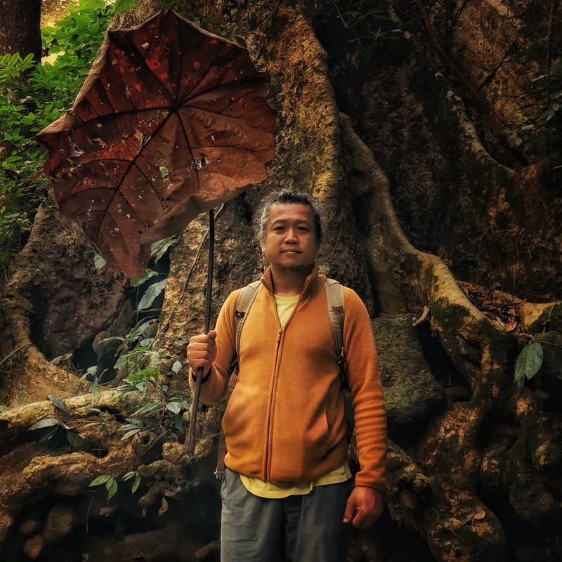 Forest Explorer with Leaf Umbrella at Ban Yang Pu Toh Man with umbrella in dense forest surrounded by roots and lush vegetation at Ban Yang Pu Toh.