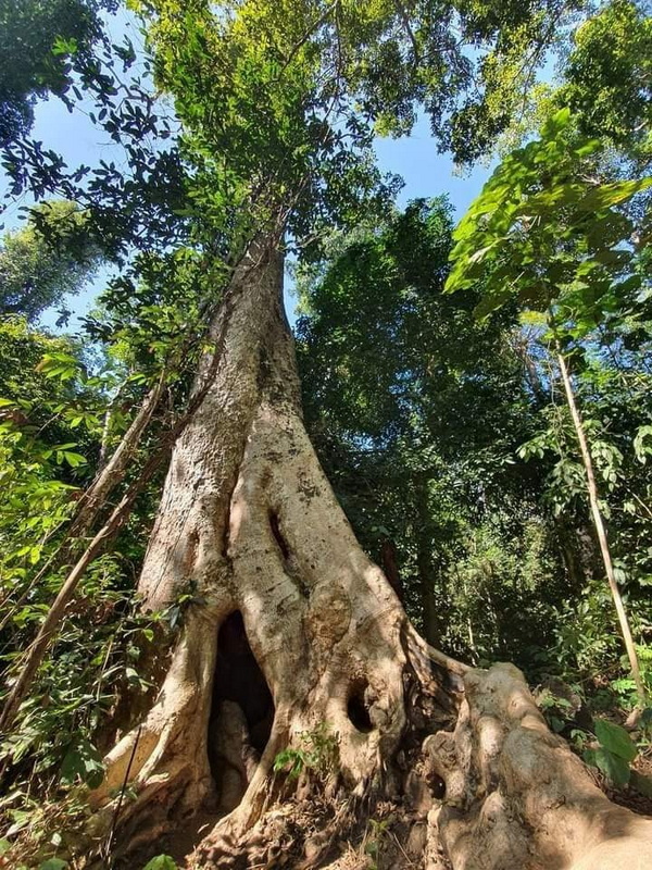 Ancient Forest Tree at Ban Yang Pu Toh Ancient tree with hollow openings surrounded by lush greenery in a forest at Ban Yang Pu Toh.