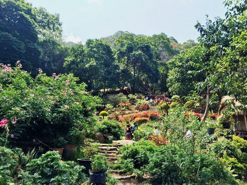Lush Garden with Stone Steps at Doi Pui Hmong Village Colorful garden with stone steps and surrounding greenery leading to forested hills at Doi Pui Hmong Village.