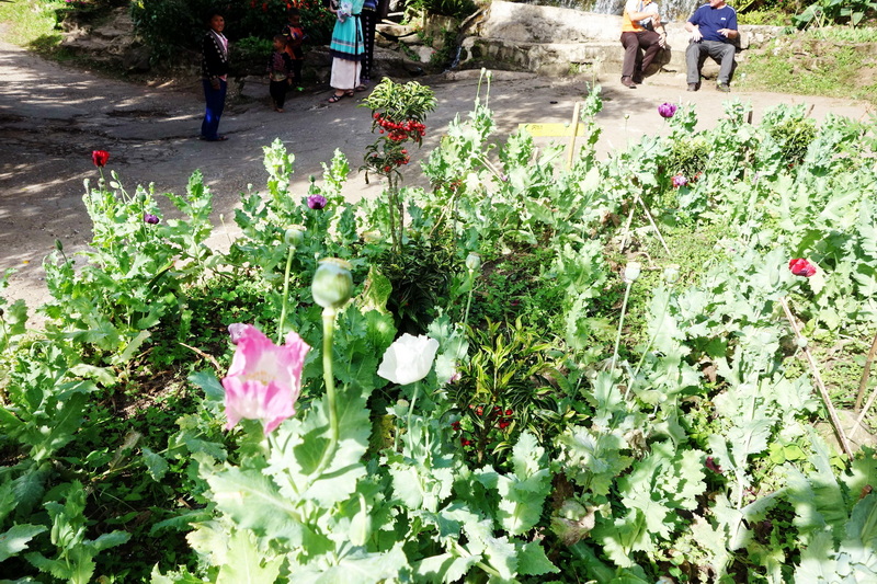A lush garden with flowering plants and people sitting nearby at Doi Pui Hmong Village.