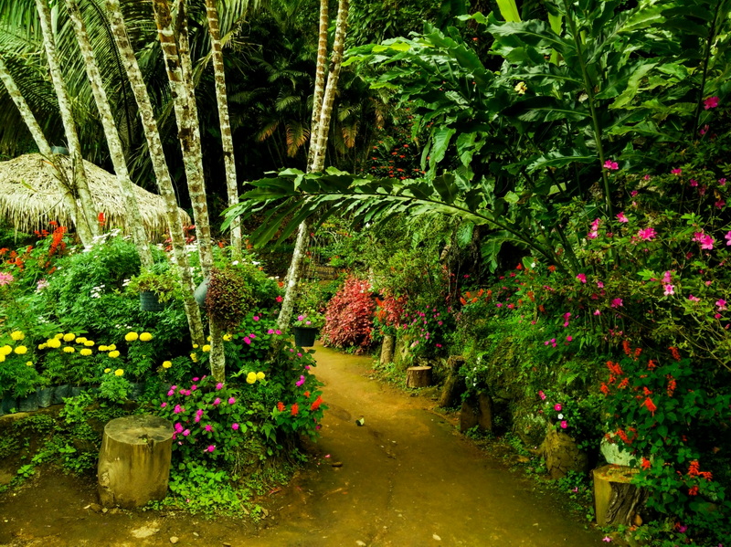 A lush garden path surrounded by tropical plants and colorful blossoms at Hmong Doi Pui Village.